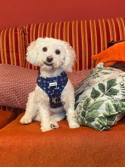 Caniche blanco con su arnés azul COCOLOCO sentado en un sofá naranja