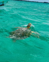 Heiko review photo