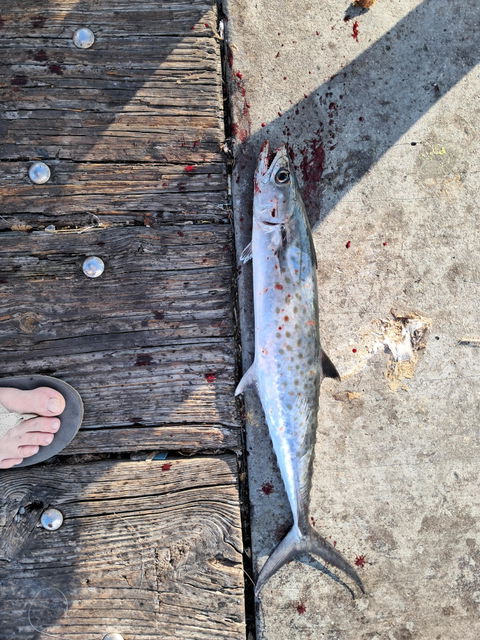 Hexy Minnow® White