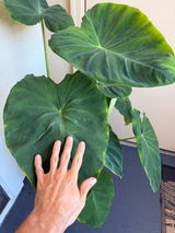 Yunus Chapman review photo