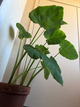 Yunus Chapman review photo