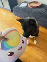 Maxx the Akita review photo