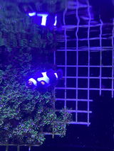 lil reef review photo