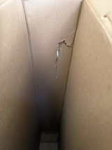 Louis S. review photo