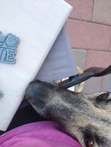 Broomstick Pet Treats LLC review photo