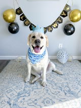 Samuel the yellow lab review photo