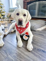 Samuel the yellow lab review photo