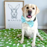Samuel the yellow lab review photo