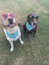 Dawg Mom review photo