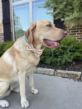 Dawg Mom review photo