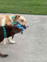 Dawg Mom review photo
