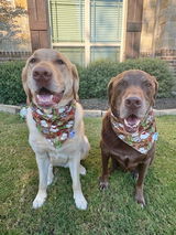 Dawg Mom review photo