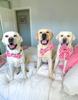 Samuel the yellow lab review photo