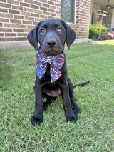 Dawg Mom review photo