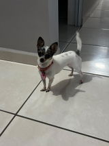 Abby review photo
