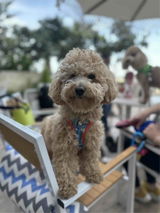 D**** Ş**** review photo