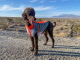 bArctic Light Therapy & Cooling Dog Shirt - No Water Required! (powered by Coolvio® patented technology)