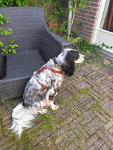 No Fuss Y-Tuig Hond Leer | Bruin