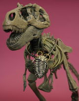 E.V. review photo