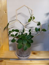 Fruzsina review photo