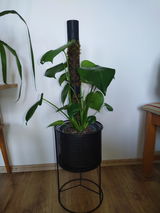 B.A. review photo