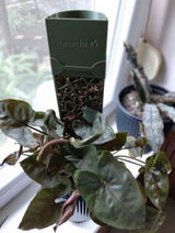 Csilla Bagi review photo