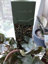 Csilla Bagi review photo