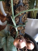 Csilla Bagi review photo