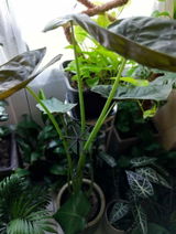 Csilla Bagi review photo