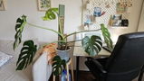 Vivien review photo