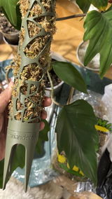Amina review photo