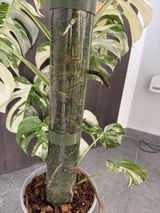 Pallagi Barbara review photo
