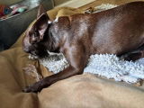 Brandi T. review photo