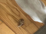 Debwales review photo