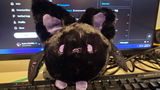 Rook the Bat review photo
