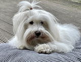CottiLady Ronja review photo