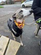 Willow_the_wiltshire_whippet review photo