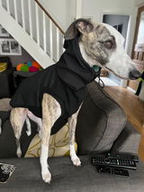 Willow_the_wiltshire_whippet review photo