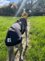 Willow_the_wiltshire_whippet review photo
