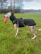 Willow_the_wiltshire_whippet review photo