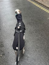 Willow_the_wiltshire_whippet review photo