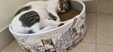 The Bella Scratch Bed - Mumbai Meri Jaan