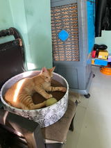 The Bella Scratch Bed - Madagascar