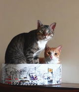 The Bella Scratch Bed - Mumbai Meri Jaan