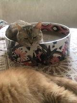 The Bella Scratch Bed - Groovy Cats