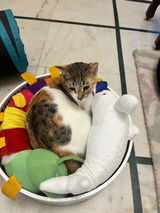 The Bella Scratch Bed - Lost in the Jungle