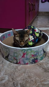 The Bella Scratch Bed - Lost in the Jungle