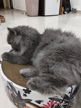 The Luna Lounger - Groovy Cats