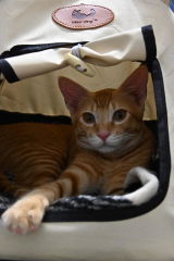 Nora review photo