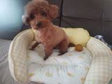 Bella review photo